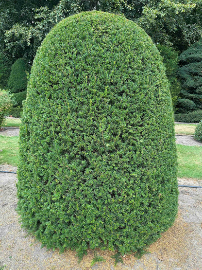 TB TOPIARY #666