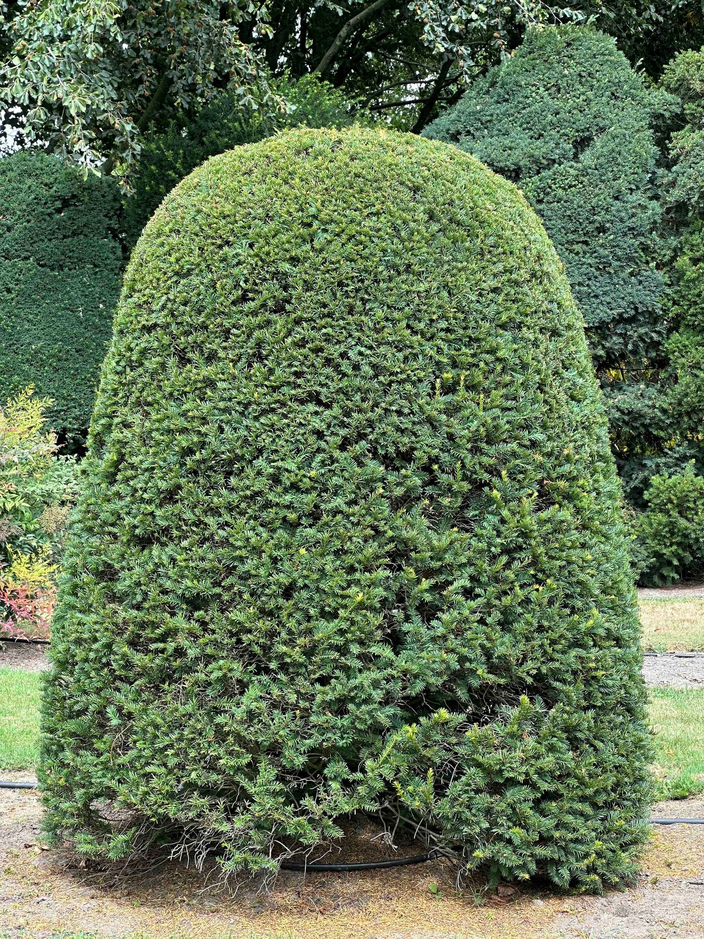TB TOPIARY #667