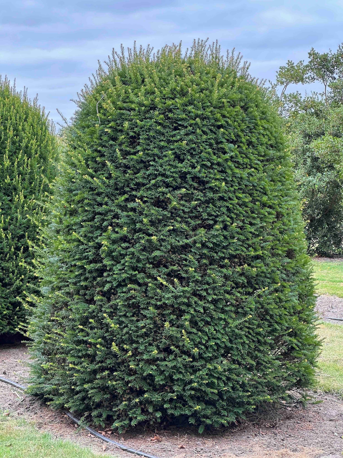 TB TOPIARY #667