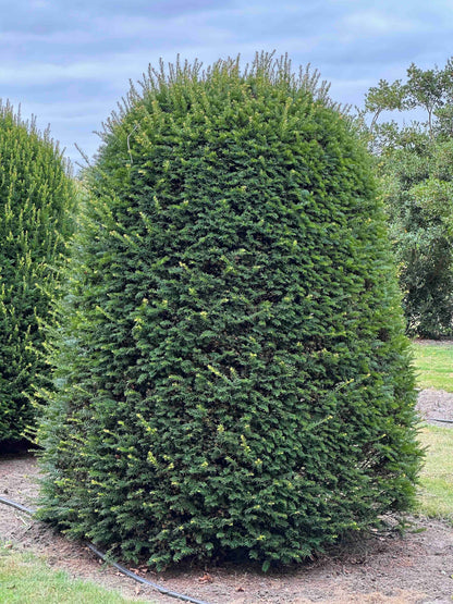 TB TOPIARY #667