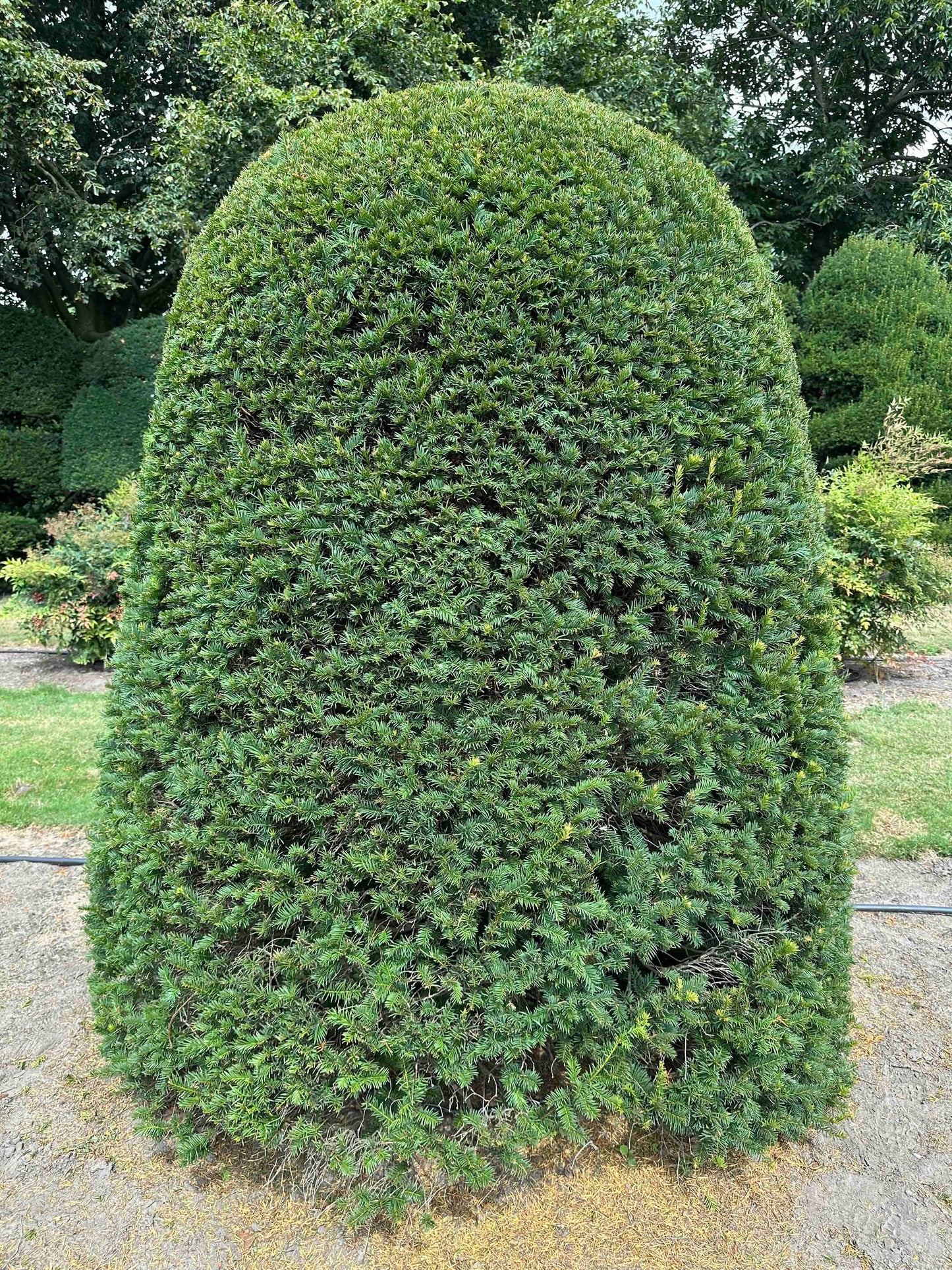 TB TOPIARY #667