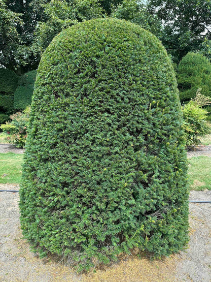 TB TOPIARY #667