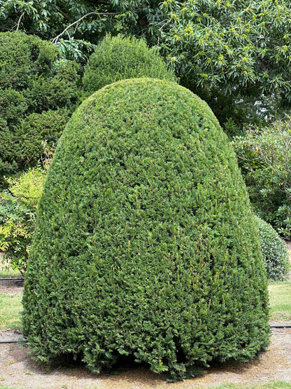 TB TOPIARY #668