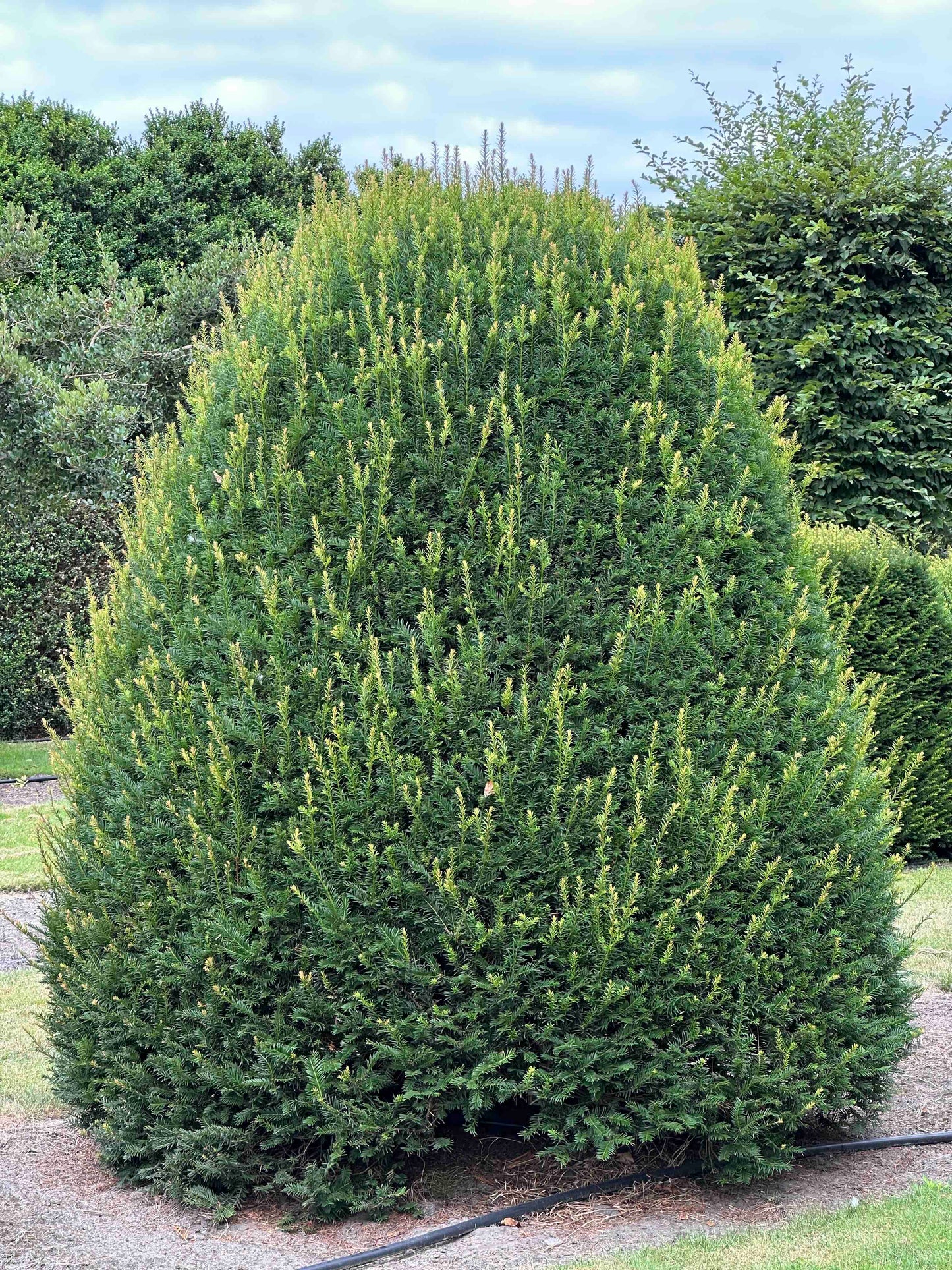TB TOPIARY #668