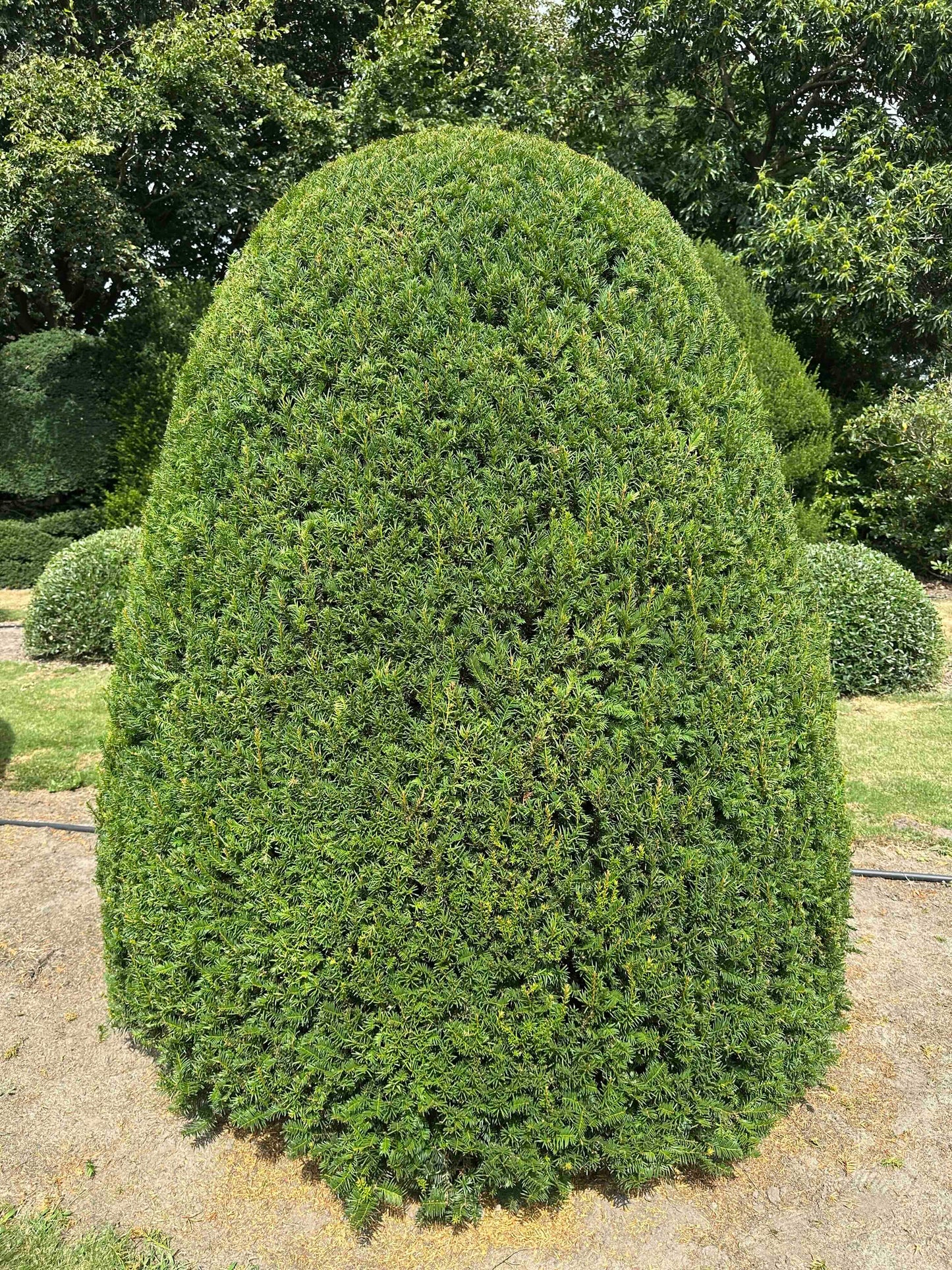 TB TOPIARY #668