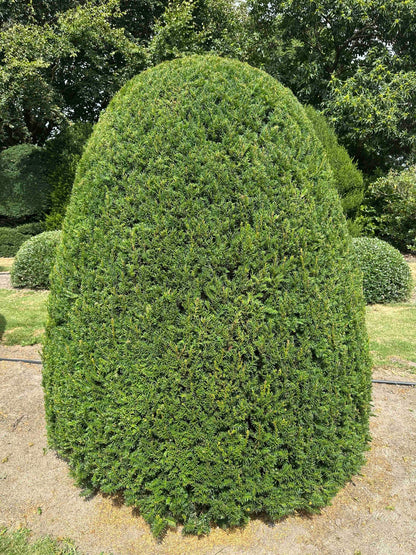 TB TOPIARY #668