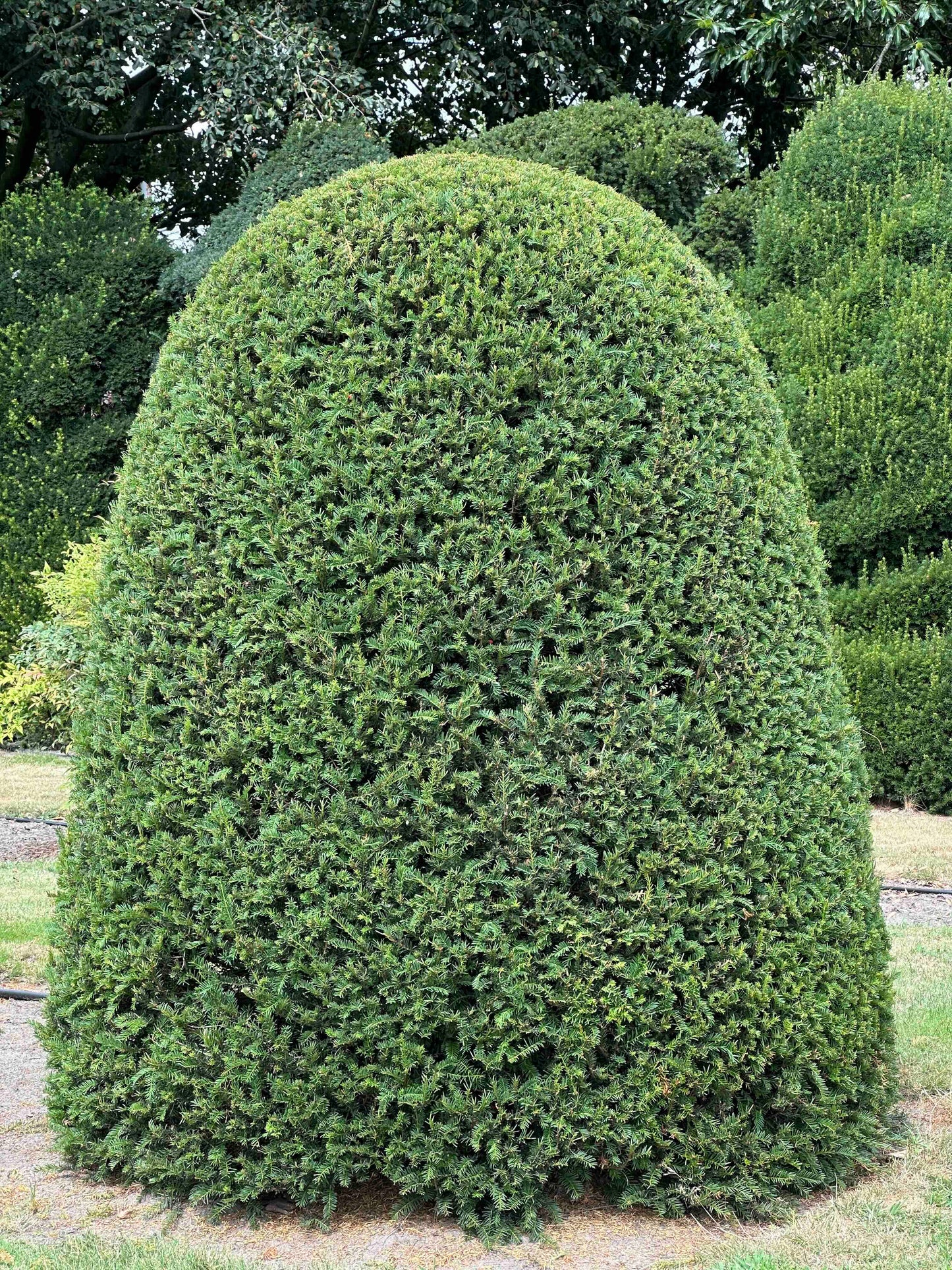 TB TOPIARY #669