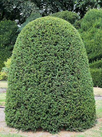 TB TOPIARY #669