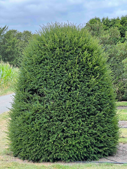 TB TOPIARY #669