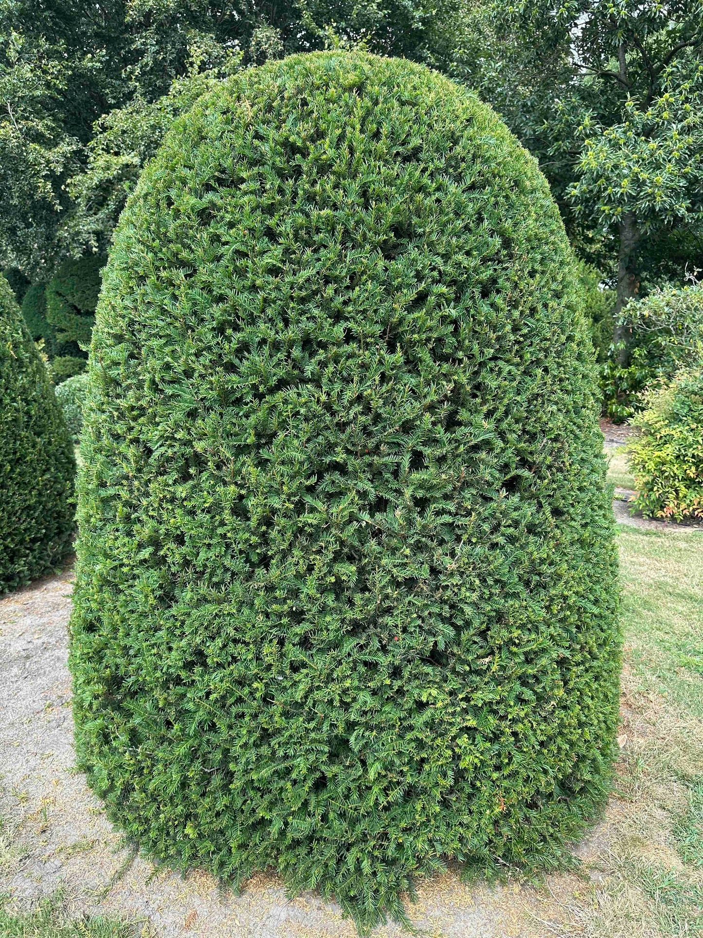 TB TOPIARY #669