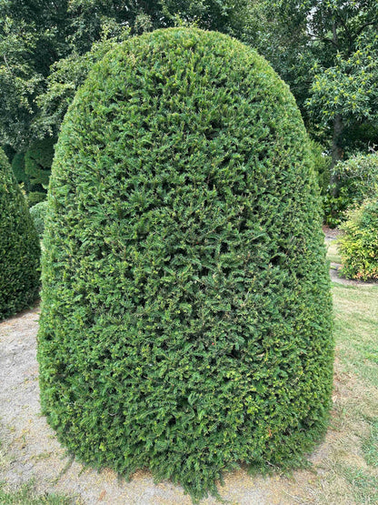 TB TOPIARY #669