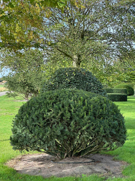 TB TOPIARY #670