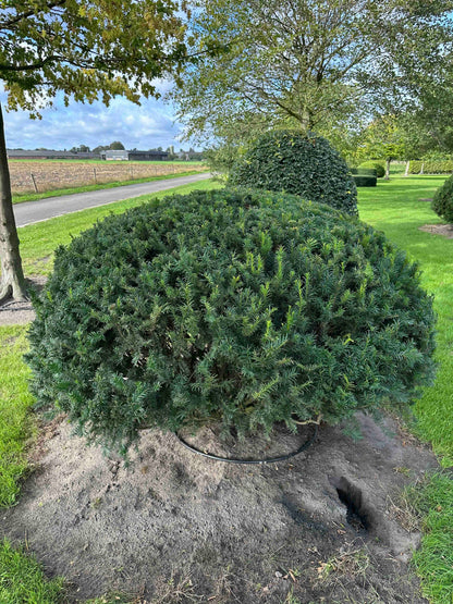TB TOPIARY #670