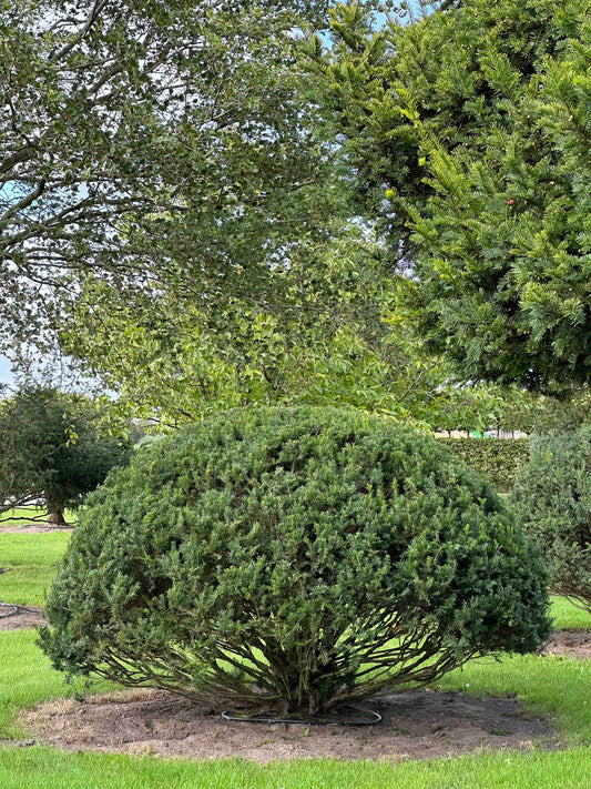 TB TOPIARY #671