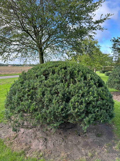 TB TOPIARY #671