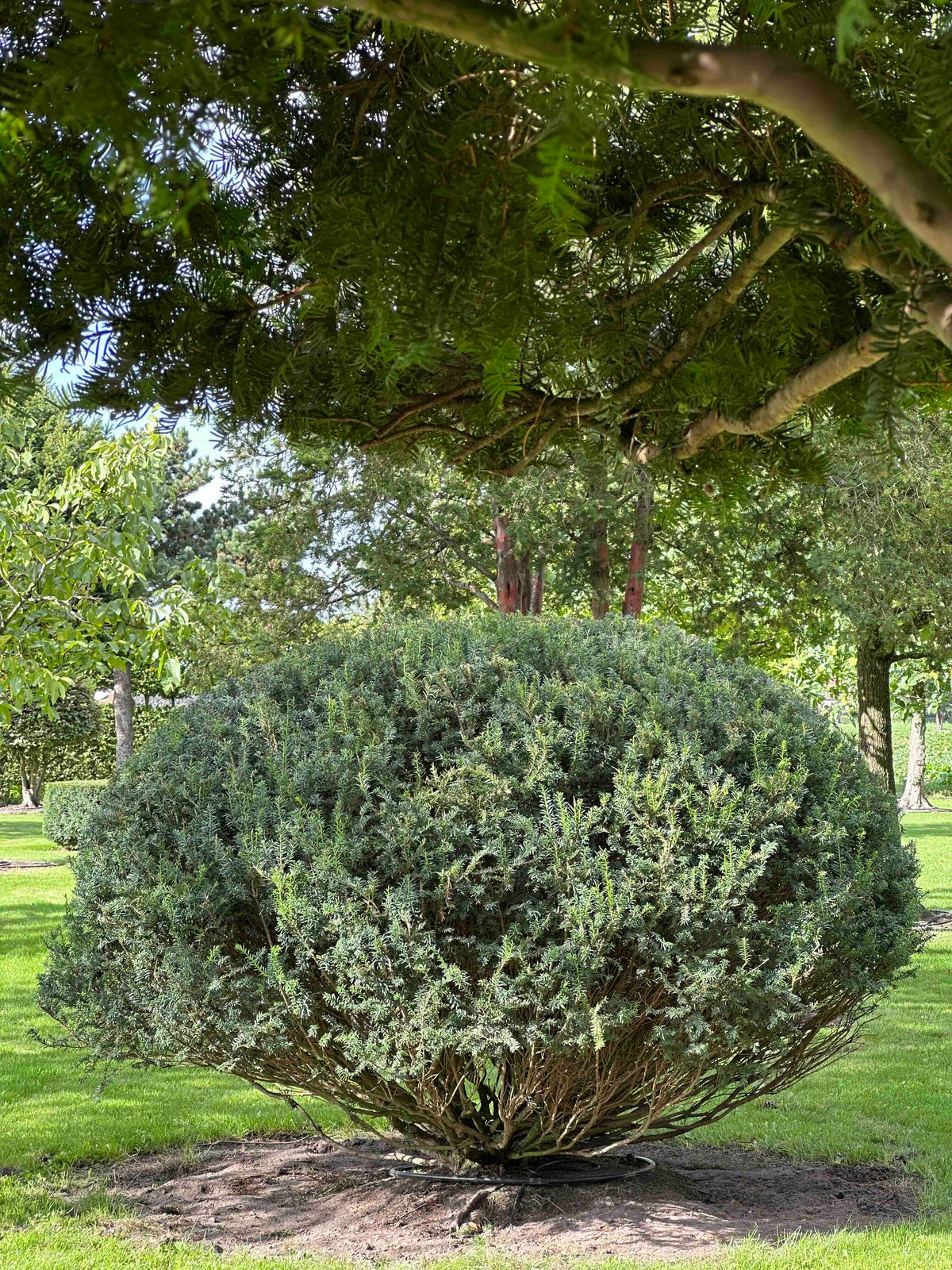 TB TOPIARY #672