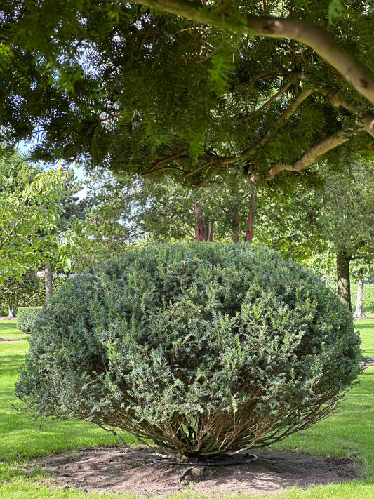 TB TOPIARY #672