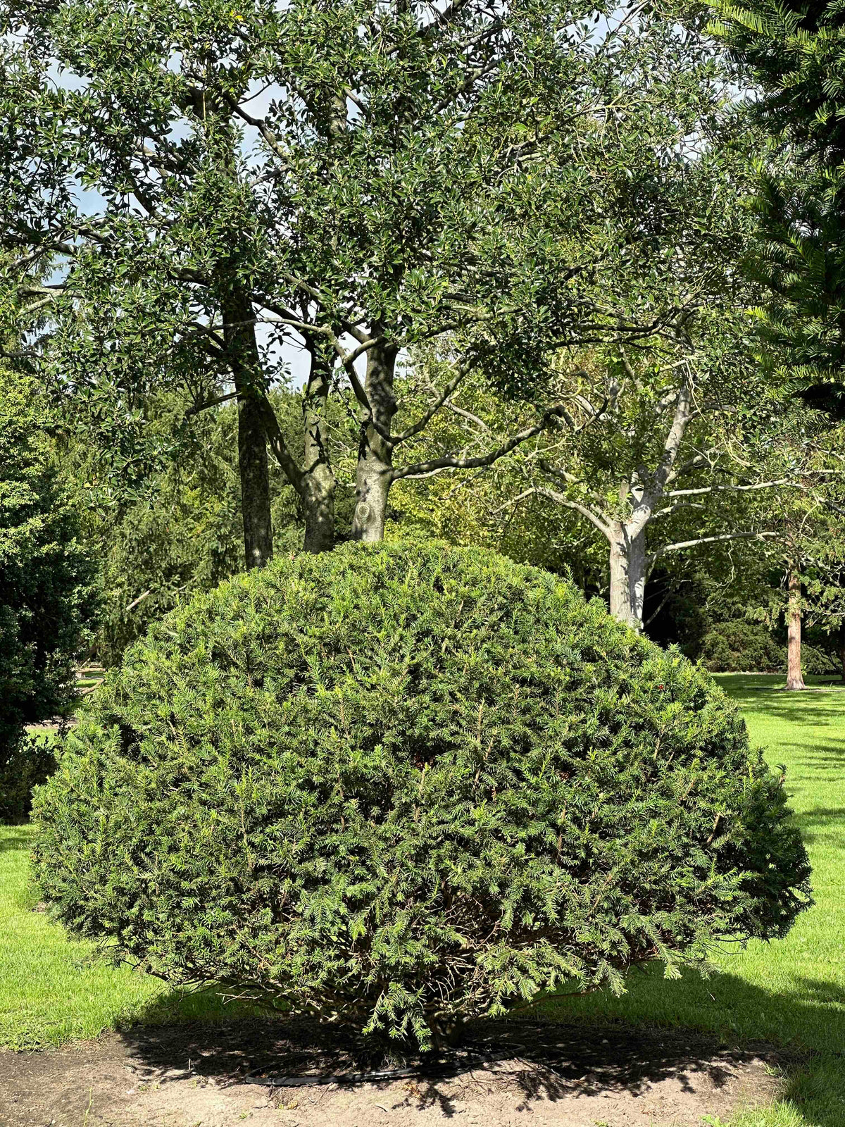 TB TOPIARY #673
