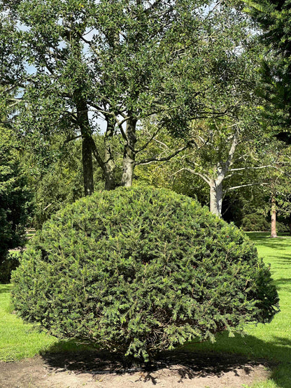 TB TOPIARY #673