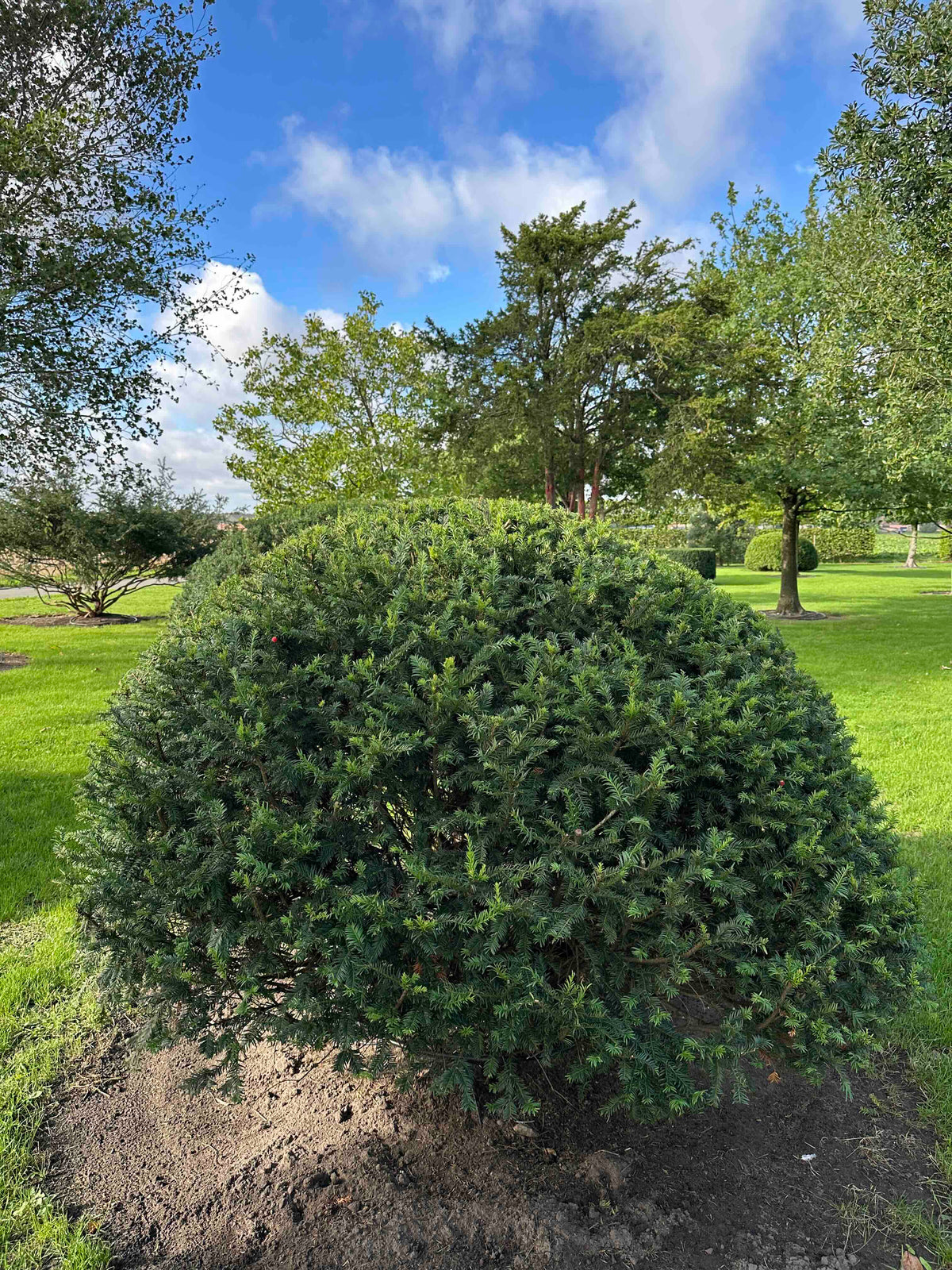 TB TOPIARY #673