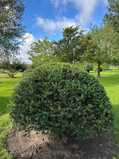TB TOPIARY #673