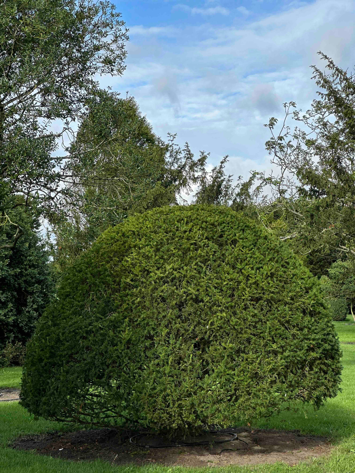 TB TOPIARY #674
