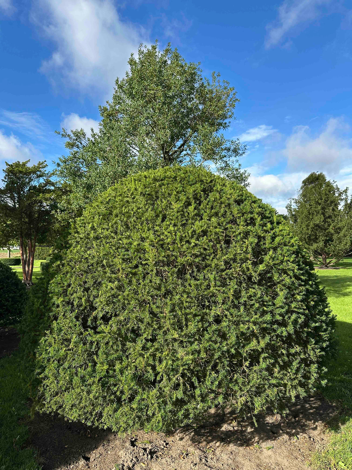 TB TOPIARY #674