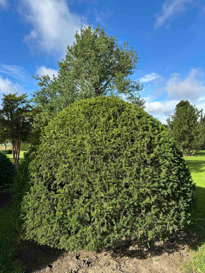 TB TOPIARY #674