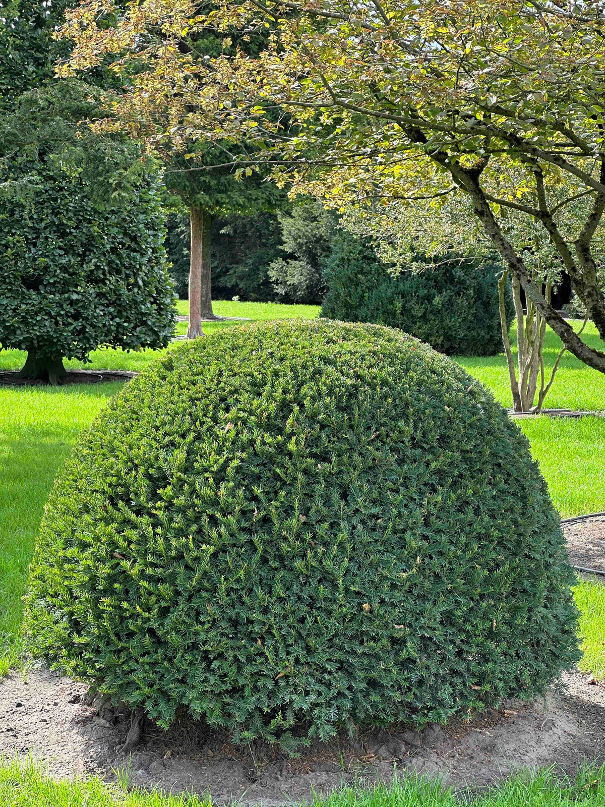 TB TOPIARY #675