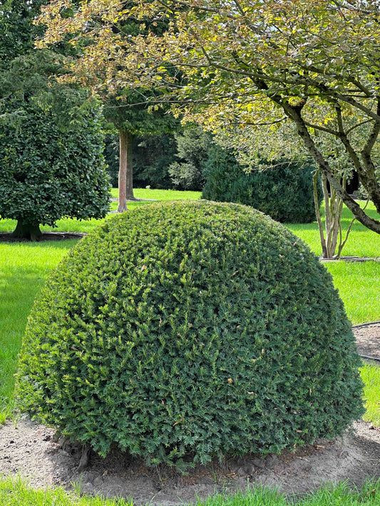 TB TOPIARY #675