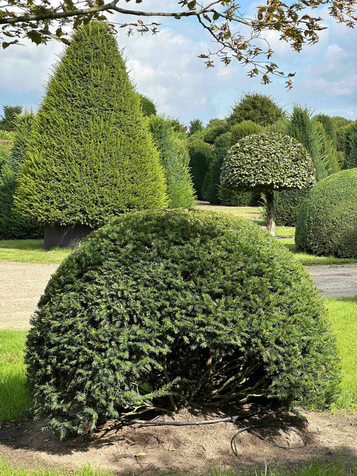 TB TOPIARY #675