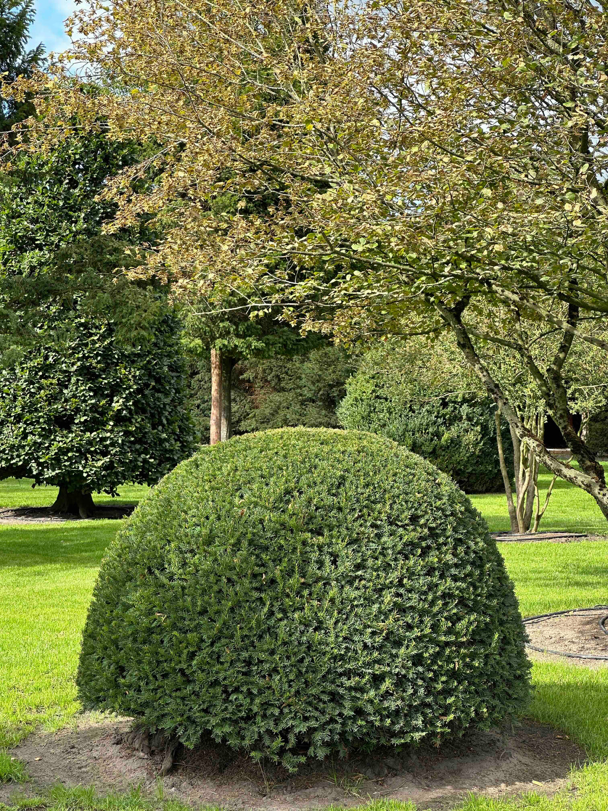 TB TOPIARY #675
