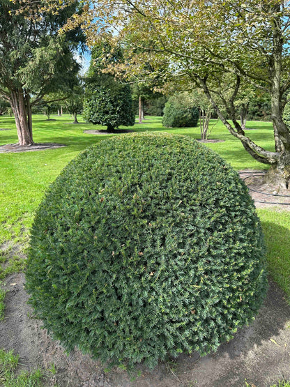 TB TOPIARY #675