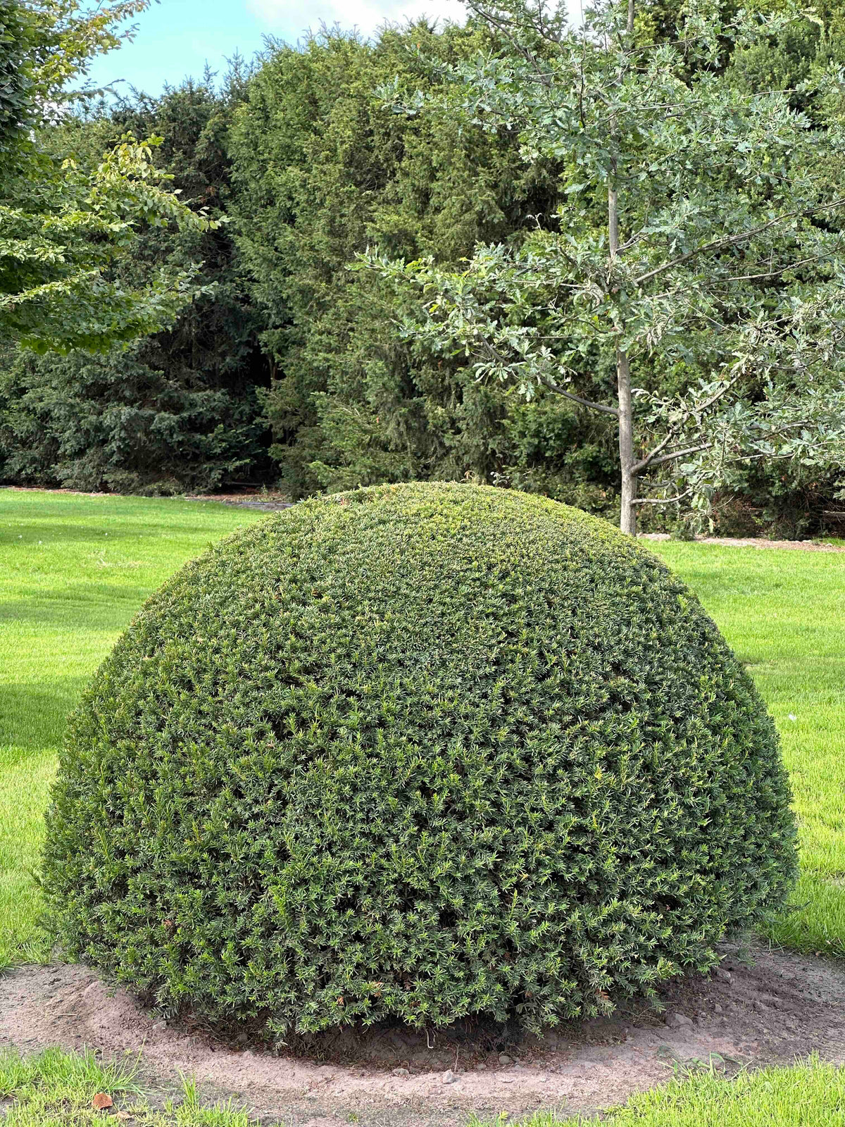 TB TOPIARY #676
