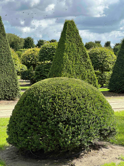 TB TOPIARY #676
