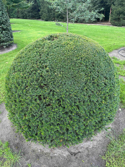 TB TOPIARY #676