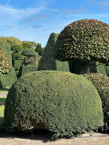 TB TOPIARY #677