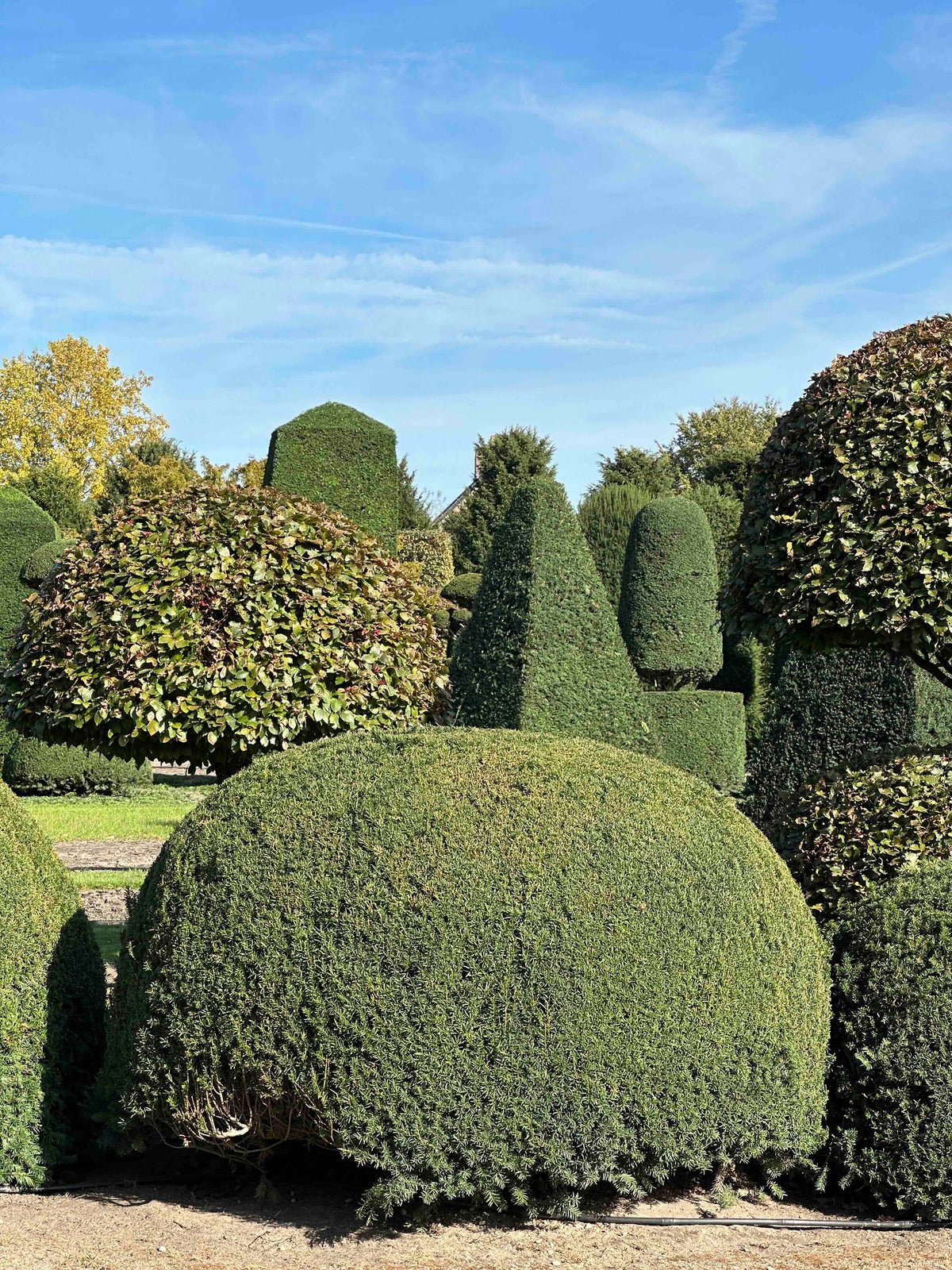 TB TOPIARY #677