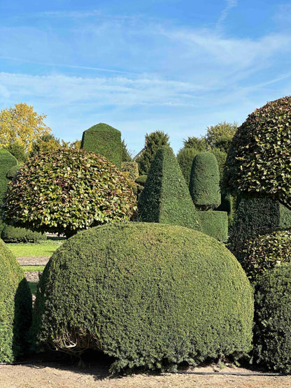 TB TOPIARY #677