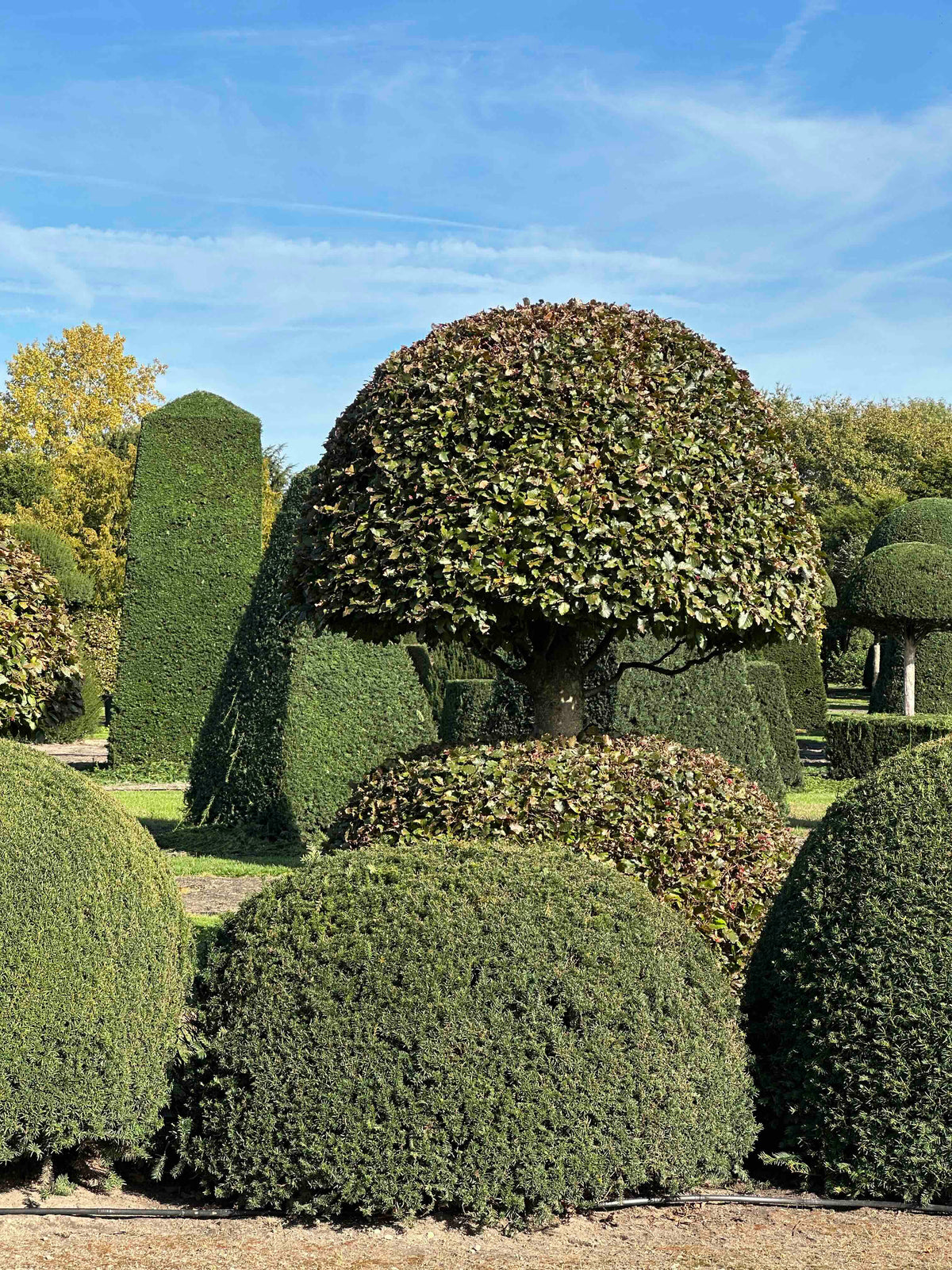 TB TOPIARY #678