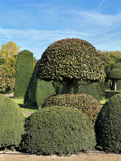 TB TOPIARY #678