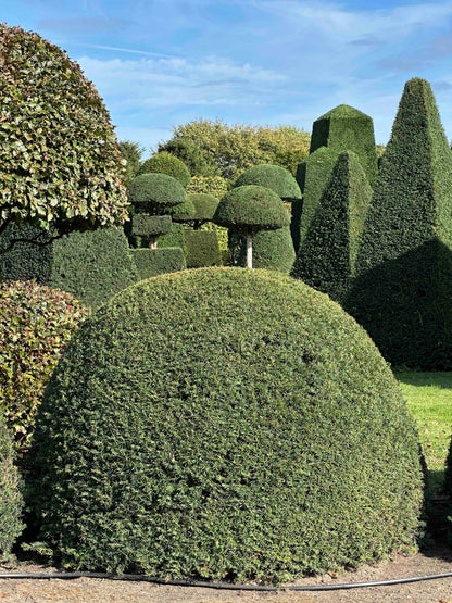 TB TOPIARY #679