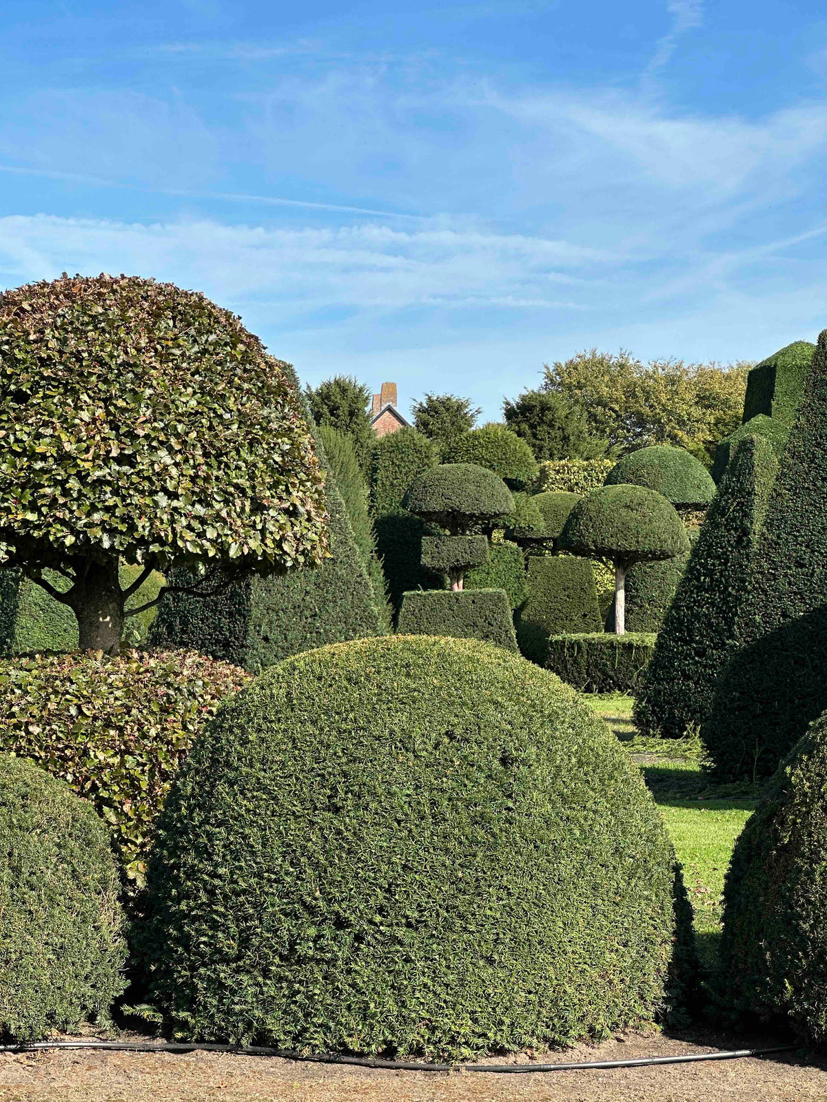 TB TOPIARY #679