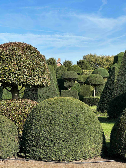 TB TOPIARY #679