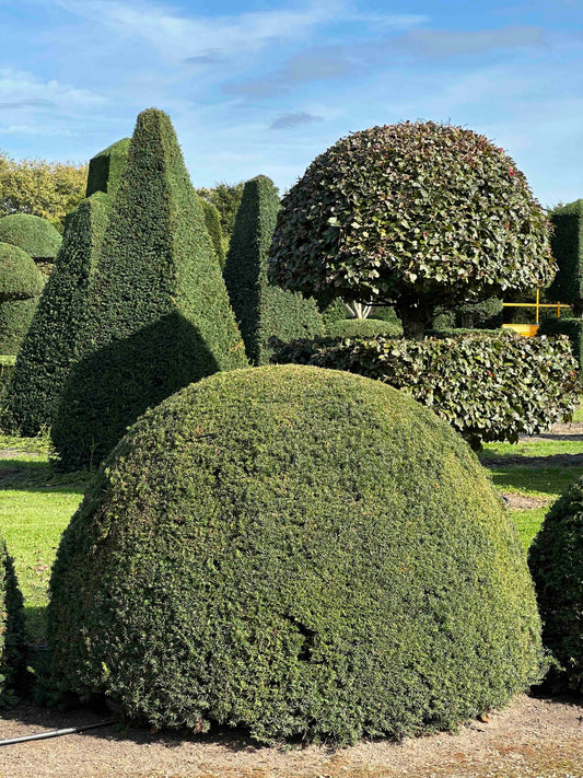 TB TOPIARY #680