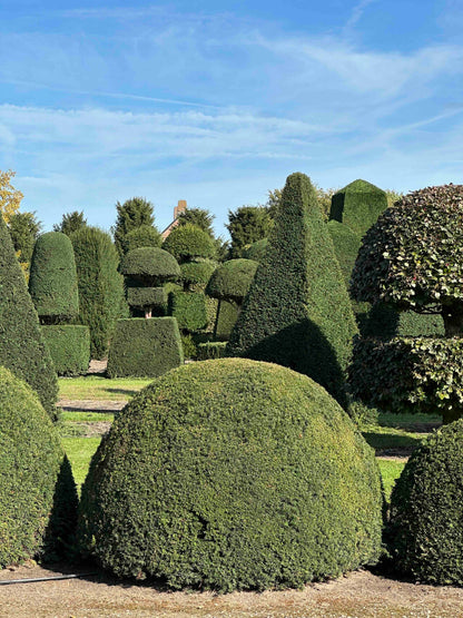 TB TOPIARY #680
