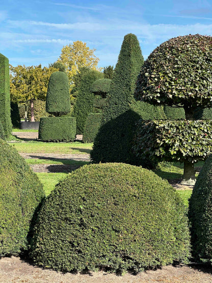 TB TOPIARY #681