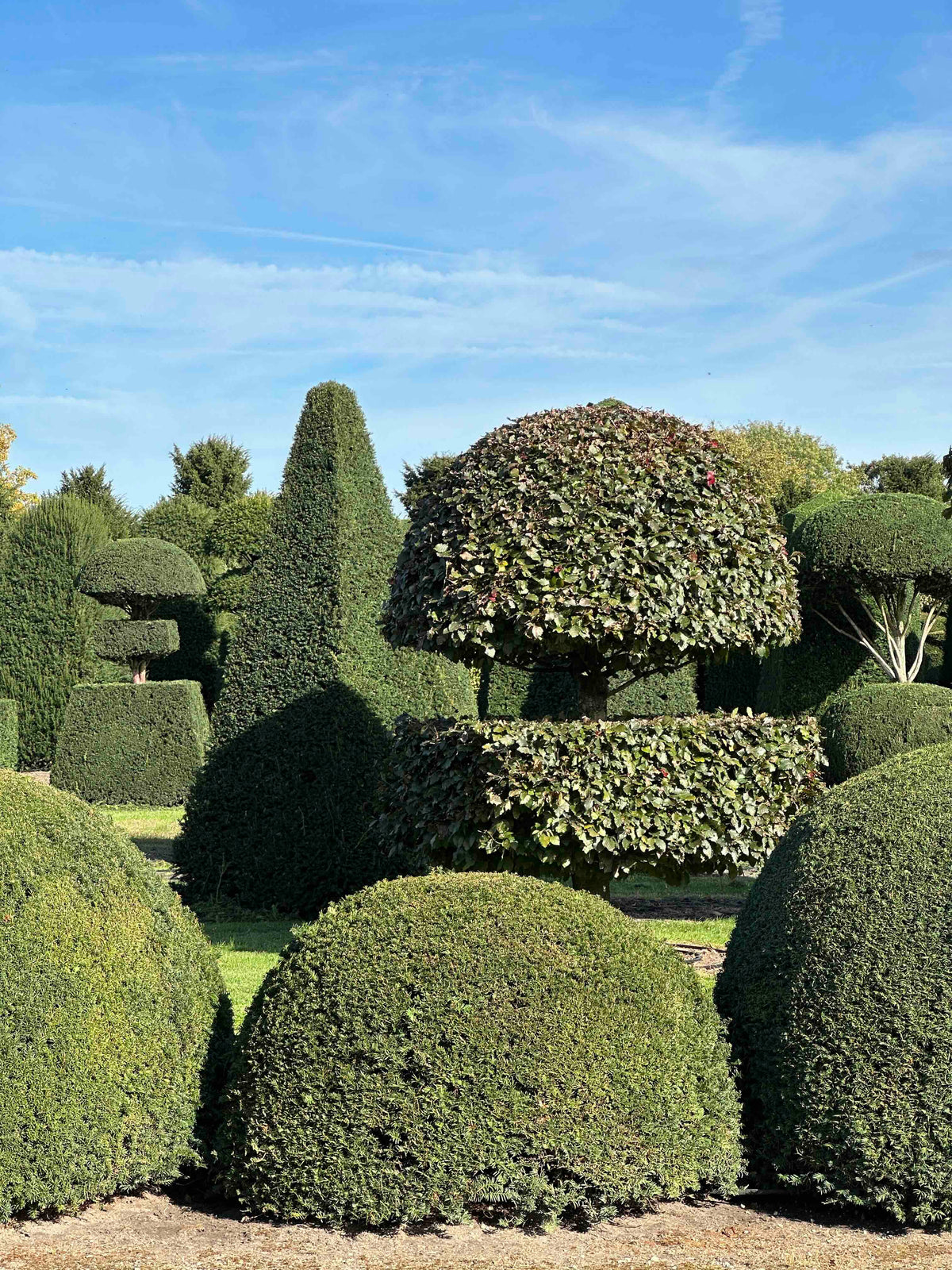 TB TOPIARY #681