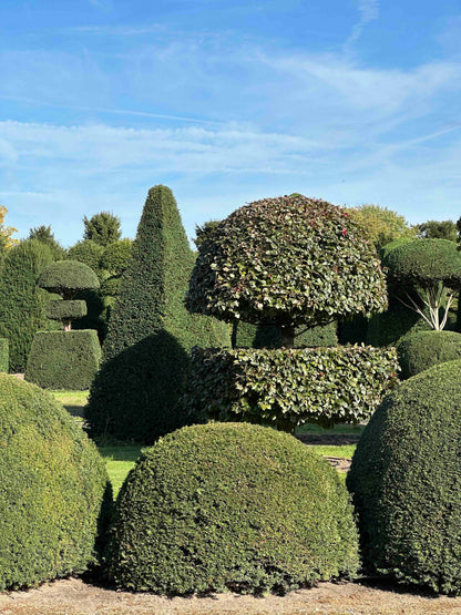 TB TOPIARY #681