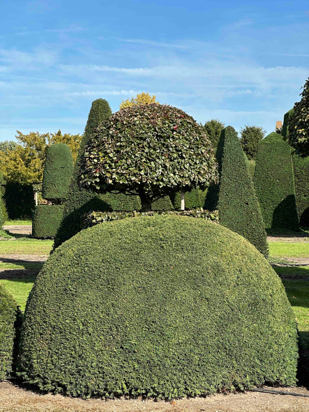 TB TOPIARY #682